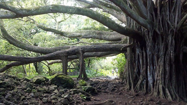 キジムナーとは 沖縄の妖怪 ガジュマルの精霊 謎や伝説を紹介 Leisurego Leisurego