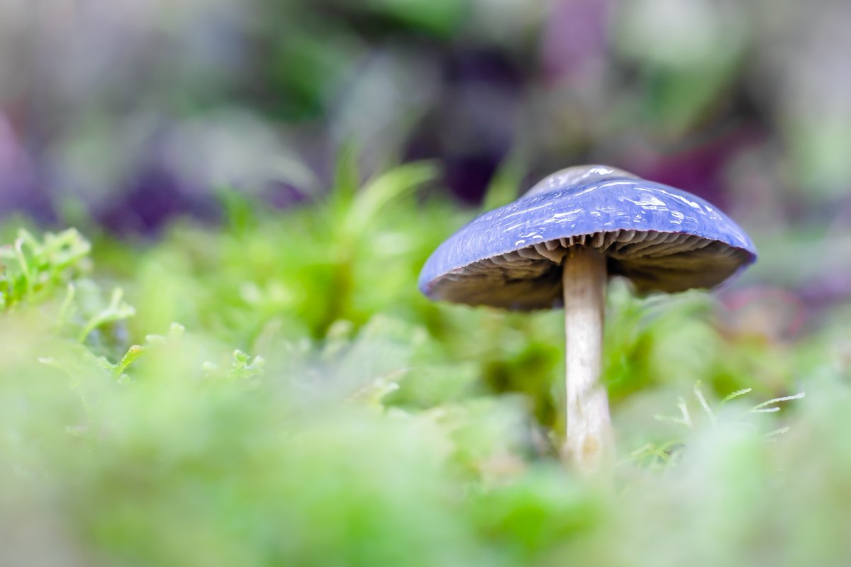 A little #FungiFriday for you. If you're keen on learning more about getting up close and personal, check out my post on how to do Macro Photography. 

onthreelegs.com/how-to-do-macr…
