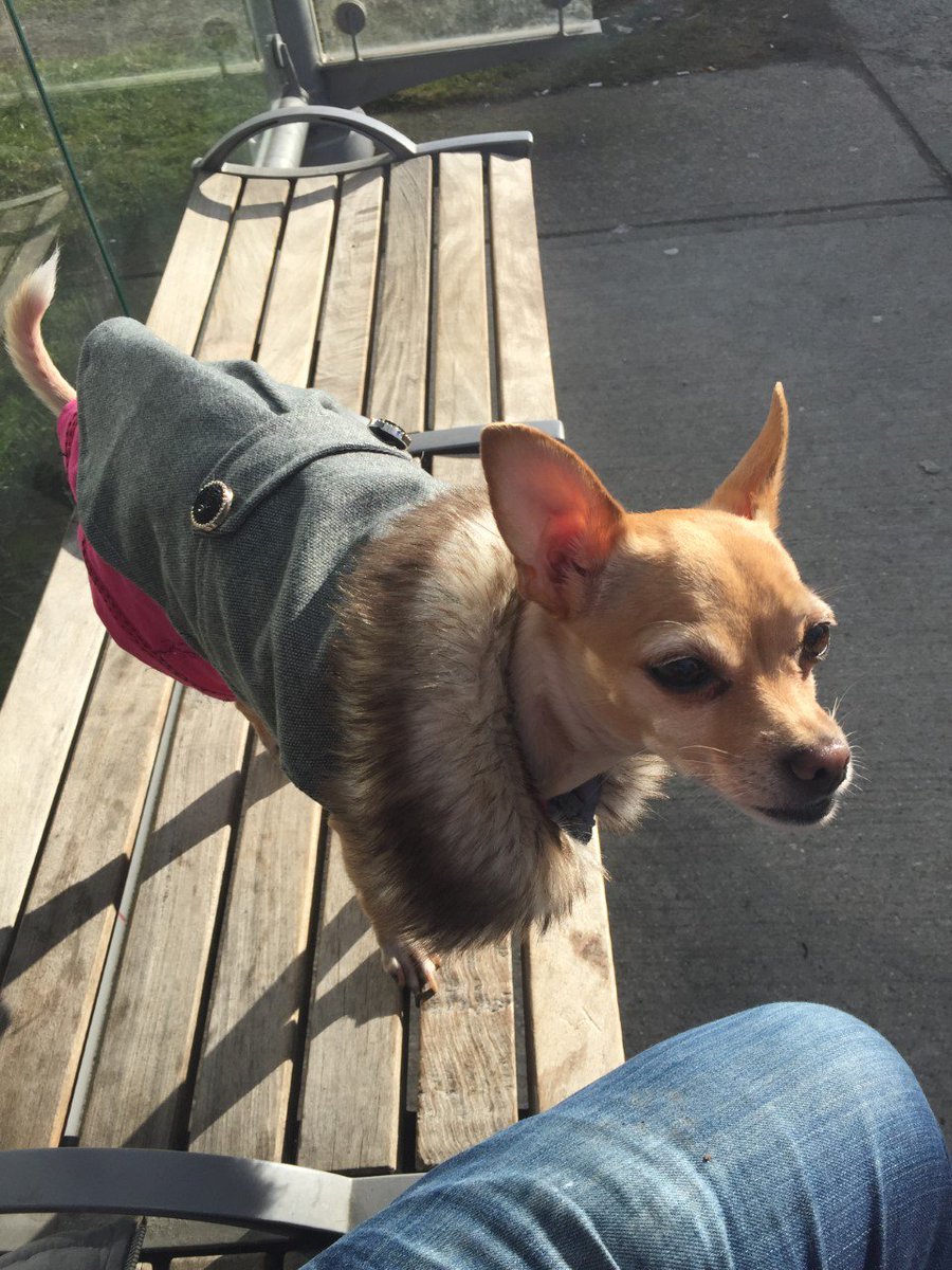 InsiteVan's tweet photo. One of our staff lost his Pet chihuahua on #Hastings street ( near Pidgeon Park)   today.
Wearing a little fur coat &amp; a #Vancouver Canada Shirt . Her name is Flora
Please RT #DTES https://t.co/xmjgdlkoOP