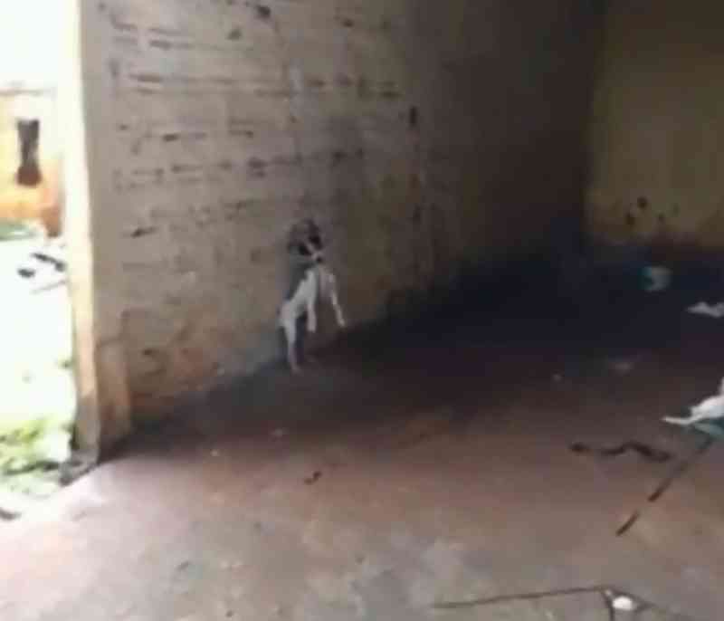 AcheiC's tweet photo. ESSE TEVE MAIS SORTE
Detido suspeito de manter-se de pé junto ao pescoço em fio de luz, em Mandaguari, PR https://t.co/z4qPhLoA67
#Delegacia_da_Polícia_Civil #sem_comida #sujeira #animais #Parana #PM #Policia_Militar #PR #Mandaguari #luz #fio #preso #cao #pescoco #prisao https://t.co/vKTIaa4UJN