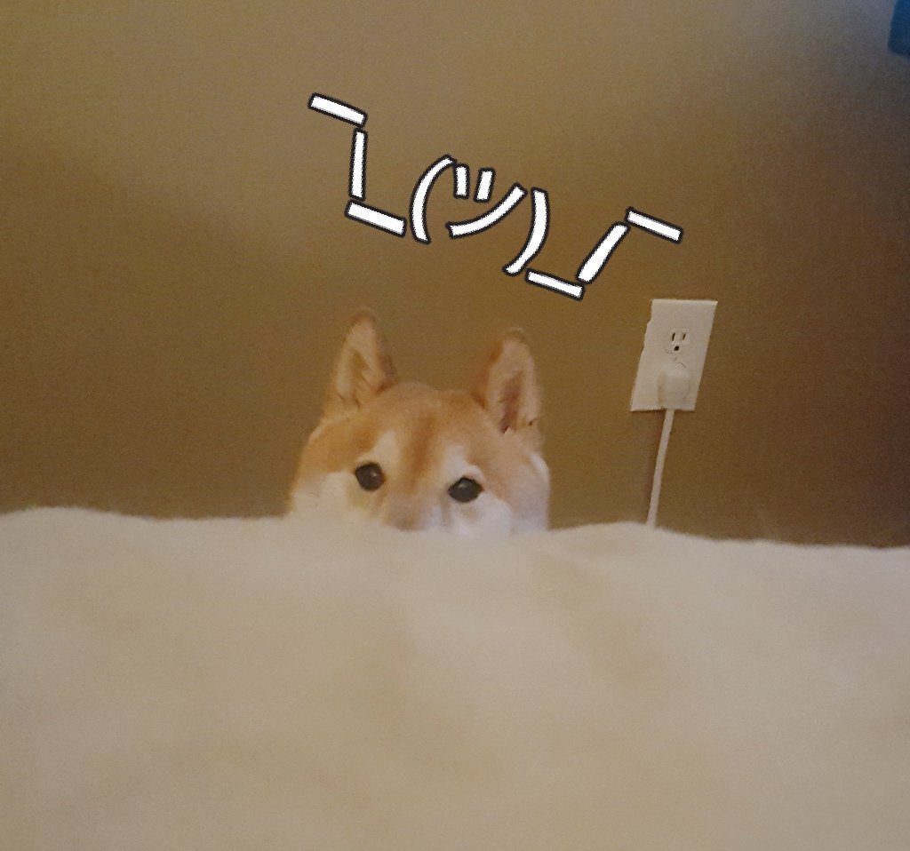 ShibaZPack's tweet photo. Been gone so long i don even remember how to twitta https://t.co/TzPzDynX11