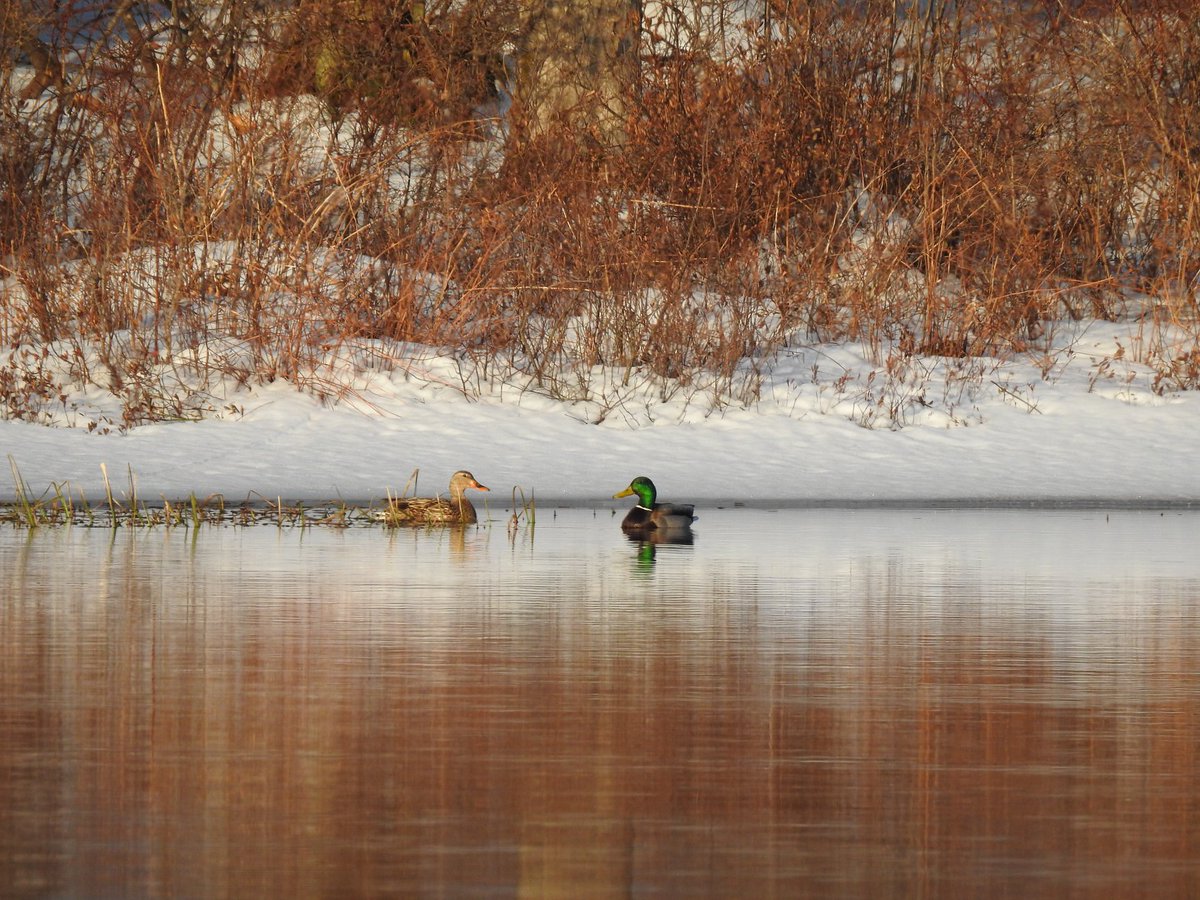 DCNRnews's tweet photo. A #pintailduck, #Canadiangeese, #mallardducks, and #hoodedmergansers were spotted on the lake today at #BlackMoshannonStatePark.
#Signsofspring #SpringMigration #PABirding #PAStateParks https://t.co/46ybMvUE67