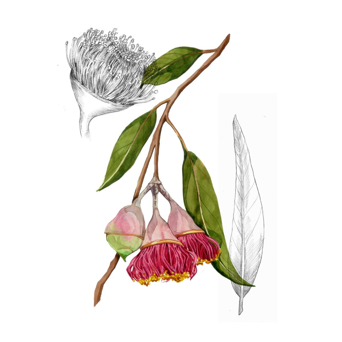 This is Strawberry Gum, (Eucalyptus olida), its flowers are cream coloured with small woody capsules. The glossy green leaves are intensely aromatic.
We use Strawberry gum, a native Australian botanical, in our Dry, Classic and Sweet Vermouths. #drinkvermouth 
Illustration: Jem