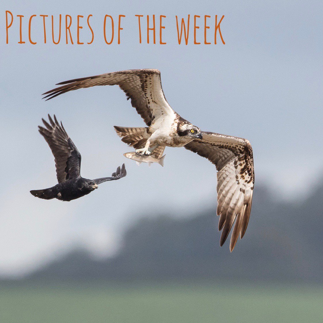 AFONature's tweet photo. Happy Friday! To kick off your weekend we have the Pictures of the Week from Tim White π¦
To see his full series head over to our instagram: https://t.co/5Yts2LqqCz
Have a great weekend AFONers πΏ
#NowforNature #VisionforNature https://t.co/44Vk4TghKe