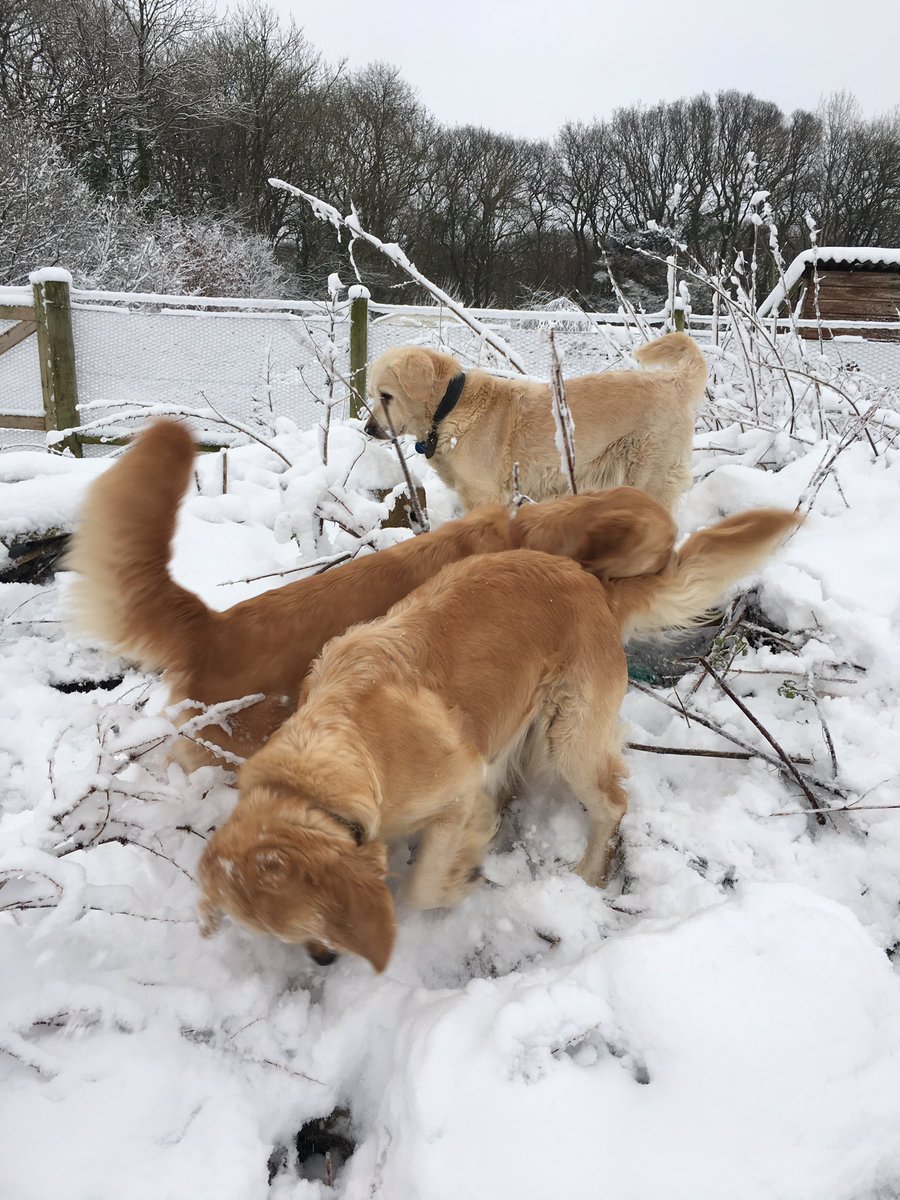 thepinesanimals's tweet photo. My sister bailey was 5 today 🎉✨ https://t.co/EINCkca6Jy