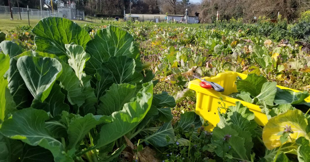 Since the volunteers did not show, I harvested collard greens this morning.  I didn't mind, I like to work!  Plus, I was listening Warren Haynes of Gov't Mule and Sugarray Rayford on WNCW thur my Beats wireless headphones. GROOVY man  ...