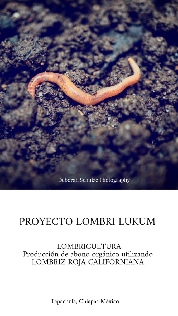 SchulzeSd's tweet photo. Uso de humus de lombriz en la agricultura orgánica. 
Proyecto Lombrí Lukum
 #tapachula #FelizJueves https://t.co/sHJeEegzeG