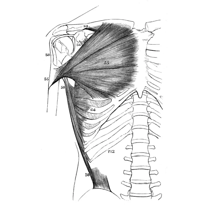 立位の肩は、僧帽筋と三角筋を除くとほぼ水平垂直の直角になる。 