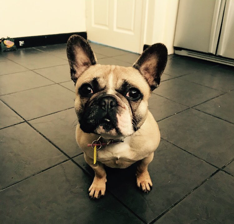 LacyDoggo's tweet image. It&apos;s my birthday!!! #3today #dogsoftwitter #Frenchie #dogcelebration #Frenchie 🐶🐶🎂🎂