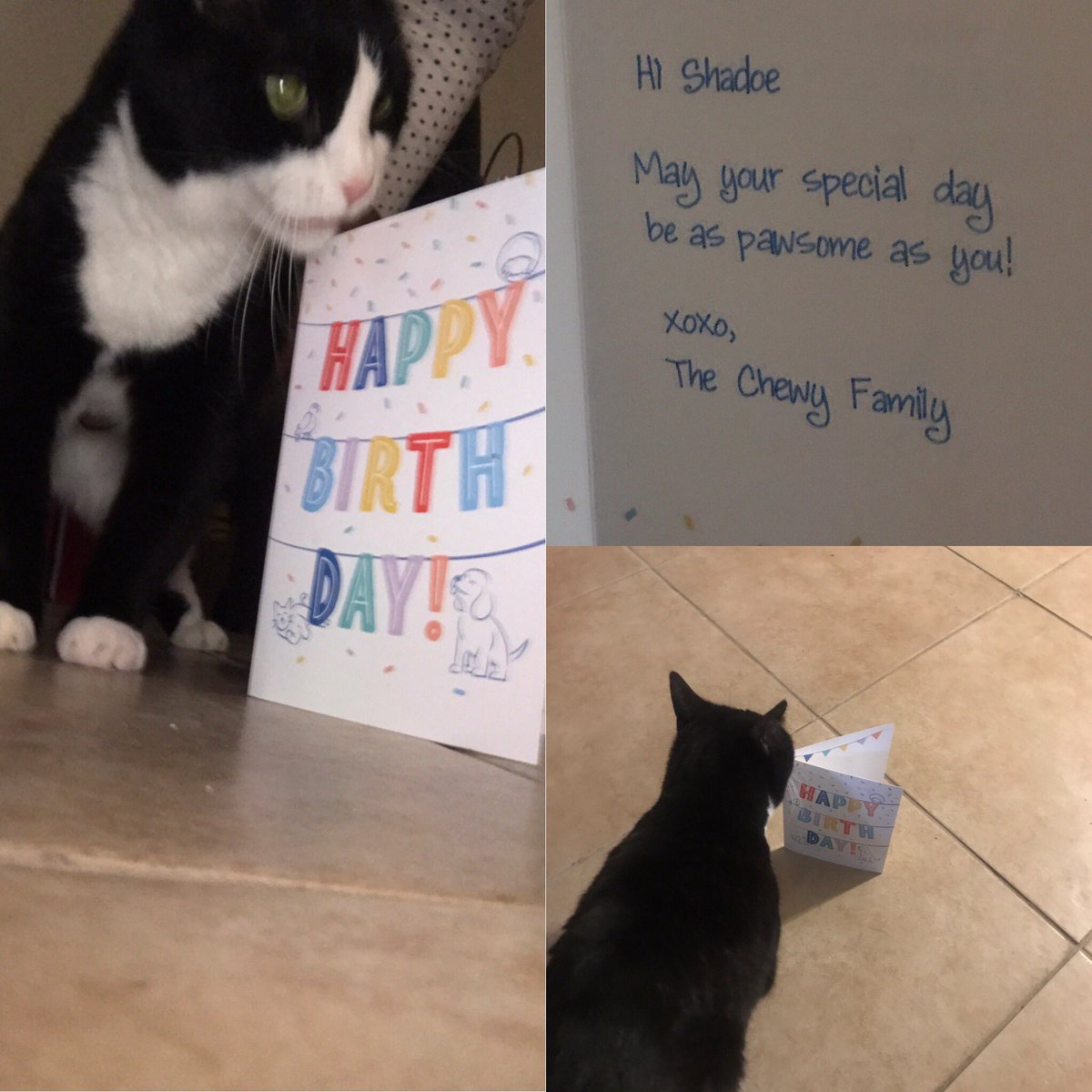 Ms21st_ofAug's tweet photo. Gotta love #chewy they are so thoughtful! She said Thank You! It was pawfect! https://t.co/NyO8ViY4ak