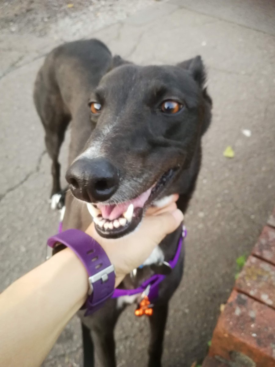 tinsley888's tweet image. This sweet little face makes a massive mess and the Rug Doctor would make life so much easier #Winner #FlexClean