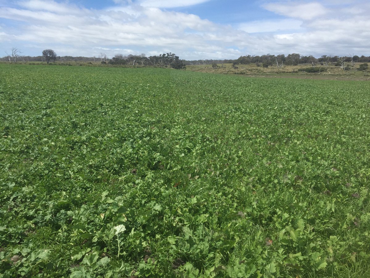 John Ramsay tweet media