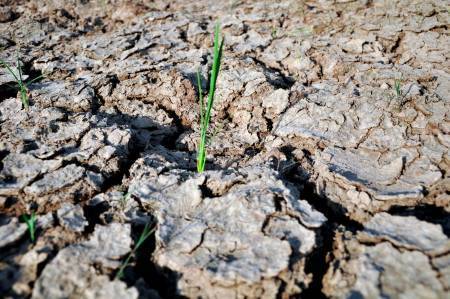 gruposdl's tweet photo. Siembra de arroz de mayo peligra por falta de agua en el Cibao https://t.co/FrcufOjcwJ https://t.co/qoA3Z97UC6