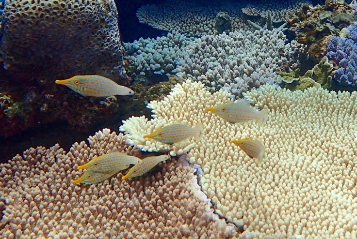 This ancient coral reef, filled with hundreds of rare and endangered species, is going to be destroyed. 

We need 87,000 more signatures by March 29 in order to help save it. 

Please SIGN and SHARE the NEW petition!

petitions.whitehouse.gov/petition/save-…

#SaveOurCoral #SaveOurReefs