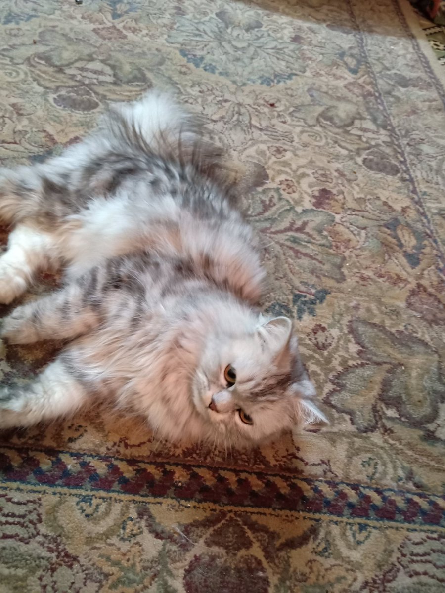 🔥 بتـاع الجـاز-🇪🇬 -Eng🔥 tweet media