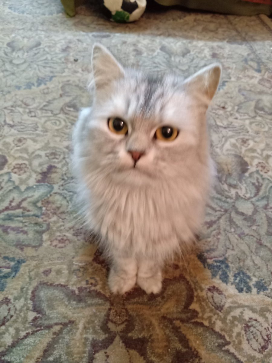 🔥 بتـاع الجـاز-🇪🇬 -Eng🔥 tweet media