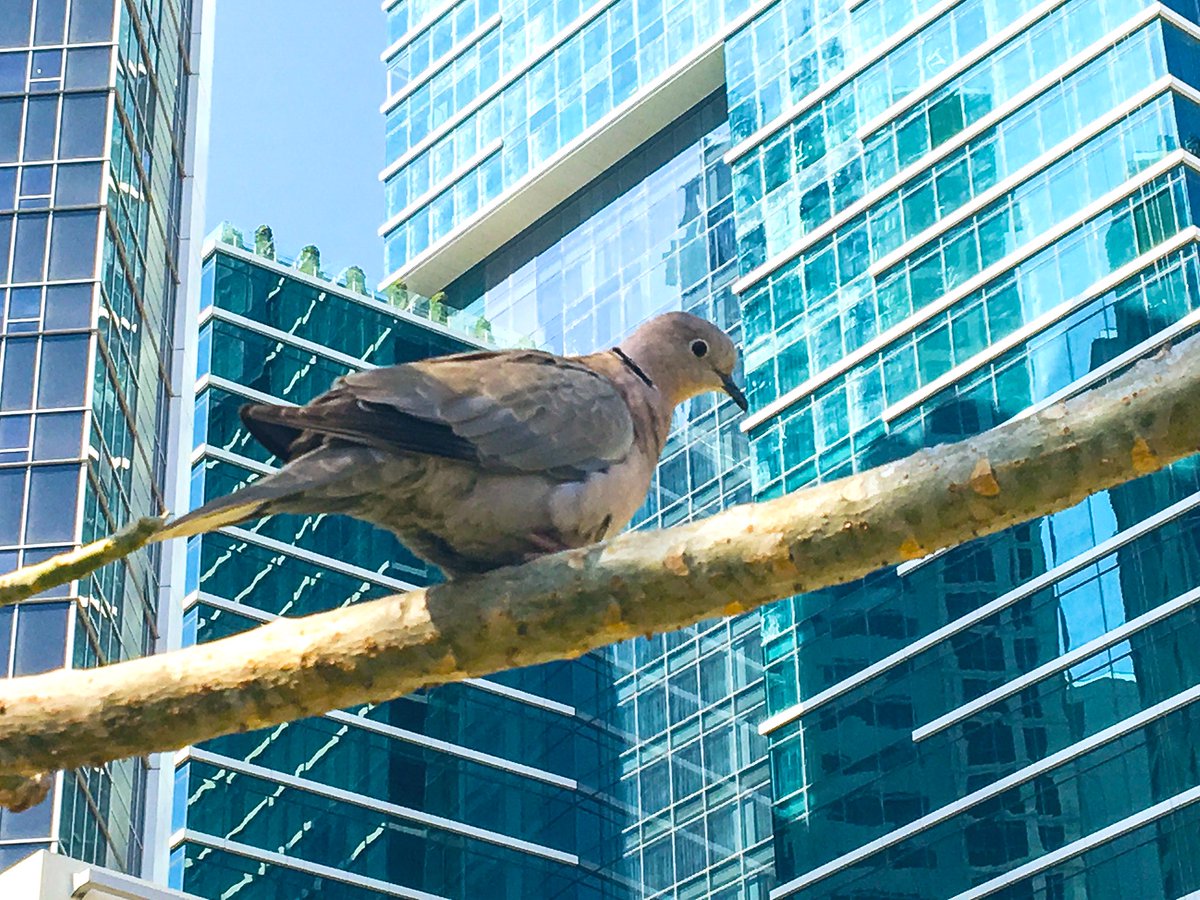 A dove in a concrete jungle. Life in a metro. 
#dove #CollaredDove #EurasianCollaredDove #BirdsOfUAE