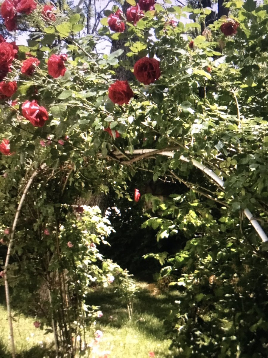 Niyetiniz ...
Kaderiniz olsun ..
Hayırlı Cumalar diliyorum 🙏🏻

____Günaydın 🌹