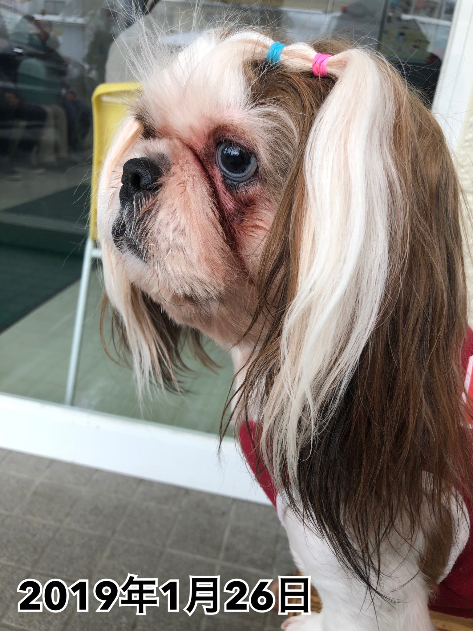 Yumi ケー君の涙やけがひどくて いろいろと調べて頑張ってみた結果 かなり涙やけ改善されてきた ホウ酸で涙焼けのとこ拭いてあげて あとは目薬を朝晩してあげる 茶色になった毛はこまめにカット シーズー犬は涙やけなりやすいから 毎日してあげる