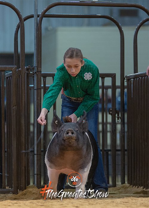 Commercial Gilts day one is done! Join us at 8 am for day two. •
•
#TheGreatestShow #TGS #OYE #OYE19 #OudklahomaYouthExpo #Ag #Champions #Livestock #StockShow #AgStory #AgYouth #StockShowLife #StockShowLyfe #StockShow2019 #ShowKids #ShowStock