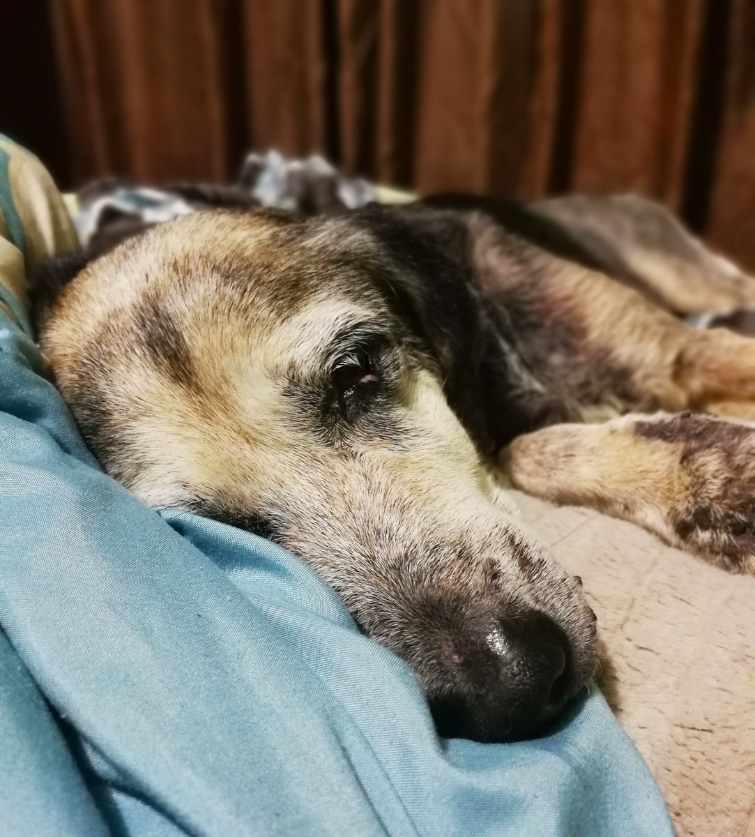 CaribbeanAccent's tweet photo. My ❤️😊
Velvet is well on the road to recovery after her recent health crisis.

#dogsrule #dogsarefamily #pothound #dogsoftwitter #seniordog https://t.co/EGuoWQMBn9