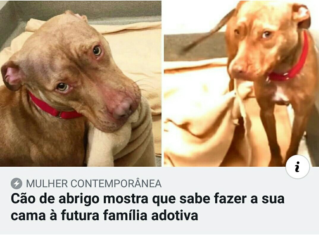 crismnzs's tweet photo. CACHORRO SE EU TE PEGO EU TE AMO TANTO QUE BRINQUEDINHO NENHUM NO MUNDO SERIA BOM O BASTANTE PRA VOCÊ NAO IA TER BISCOITINHO SUFICIENTE PRA TE MIMAR EU PASSARIA TANTO TEMPO ABRAÇADA CONTIGO QUE CE ESQUECERIA COMO É ANDAR COM SUAS PATAS https://t.co/rnq7t3eX5B