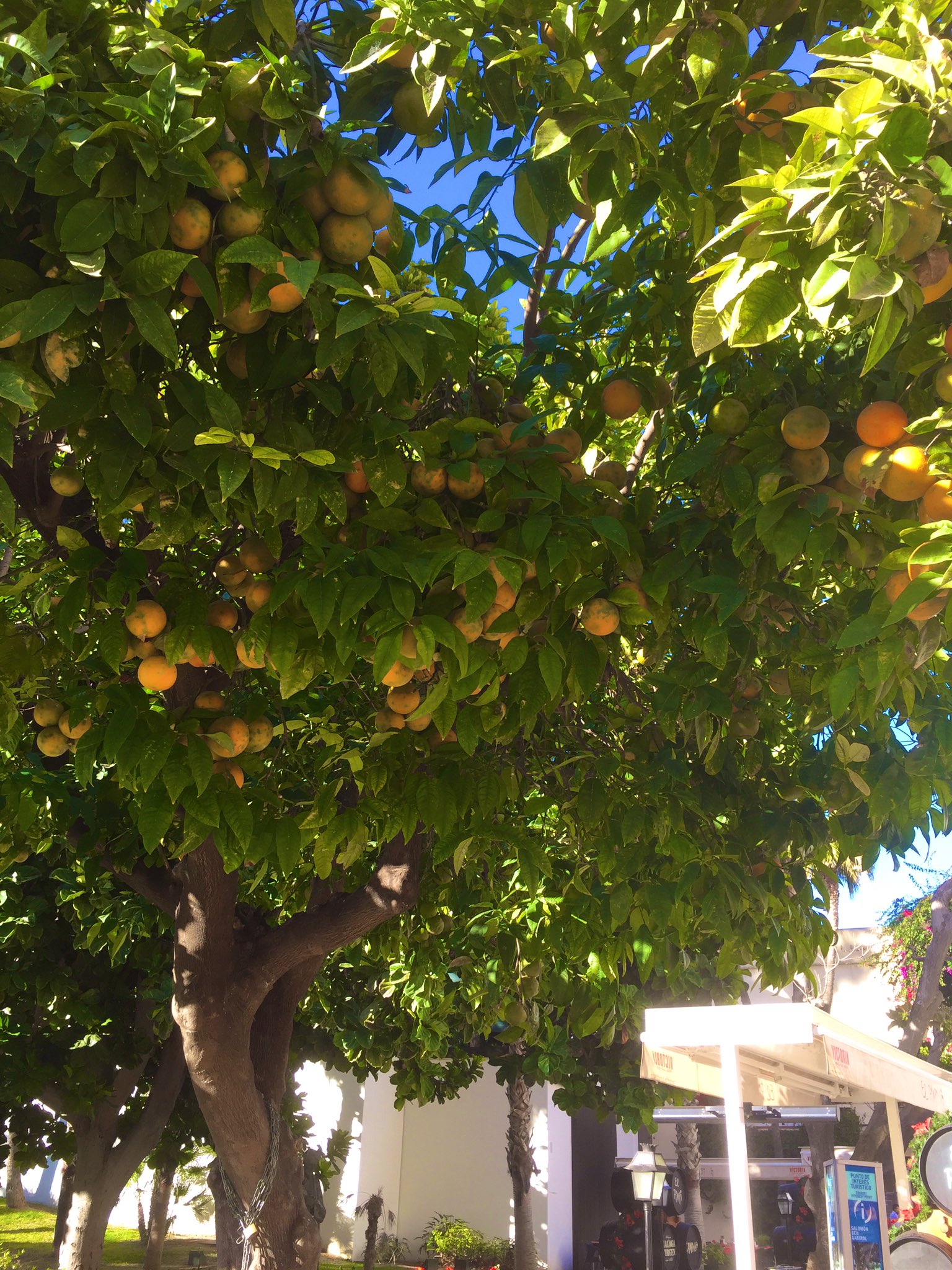 桜日梯子 スペインで撮ったオレンジの木 スペインにはこのオレンジの木が街路樹としてたくさん植えられています スペイン編の六巻も発売させて頂いたし せっかくなので資料にした写真など今度ツイートしたいと思います 取材に行って本当よかった