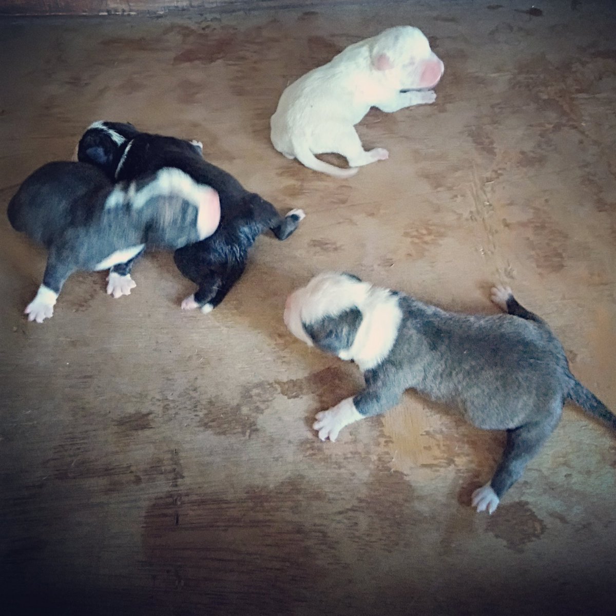 Anjingras Hashtag On Twitter