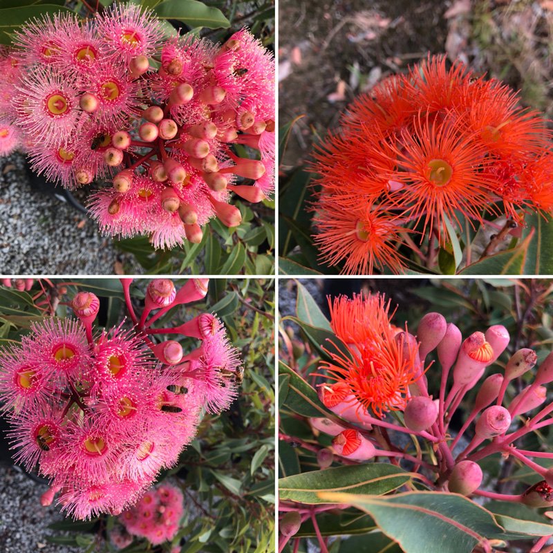 SpecialityTrees's tweet photo. Busy bees on 40cm Corymbia ficifolia. Few trees come close to this level of intense flowering colour #floweringgum #treesforbees #babyorange #summerbeauty https://t.co/jvNH5LNv4M https://t.co/Qgkgam8quY