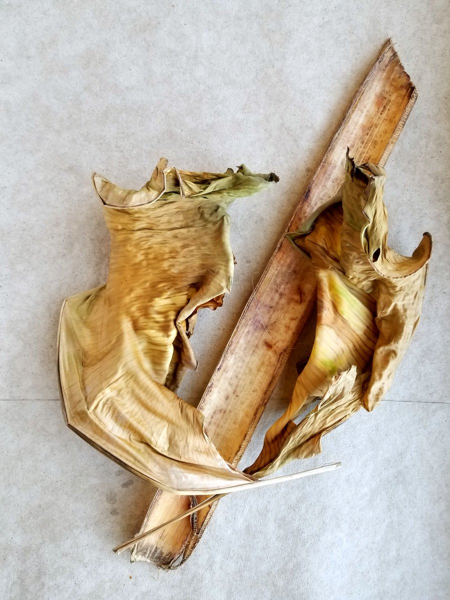 SaathiPads's tweet photo. From the farms themselves, here are the banana tree stems and leaves that you can see beginning to decompose. Only material from the stems can be found in our pads, and just as the plant degrades, so do our pads
#EcofriendlyPads #StopPlastic #UseNatural #BiodegradableSanitaryPads https://t.co/TW4FtTiwZz