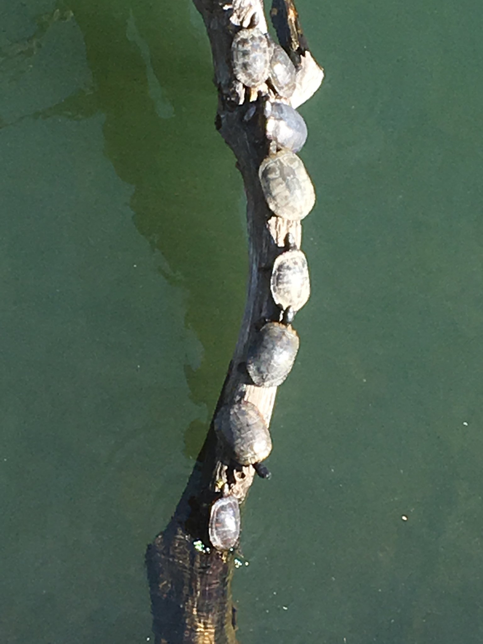 チッパくん 今日もぽかぽか こんな日は外遊び最高です 暖かくなってきたのでキッズダムの名物が復活しましたよー そう 亀さんの甲羅干し ゴーカートへ向かう途中みなさんも探してみてね 千葉こどもの国 キッズダム 春