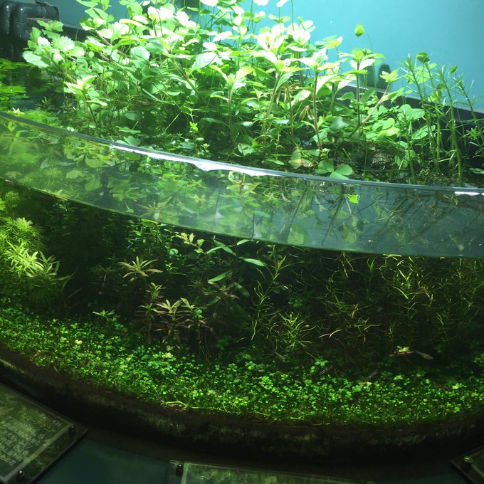 水草のtwitterイラスト検索結果 古い順 水草のtwitterイラスト検索結果 古い順