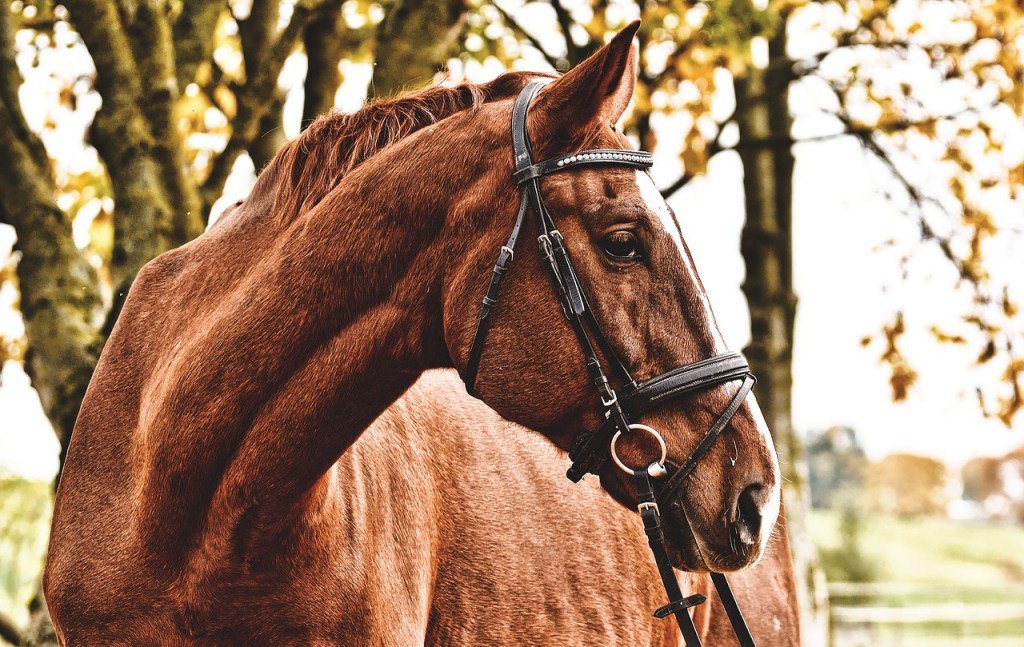 Zoomorphic Magazine tweet media
