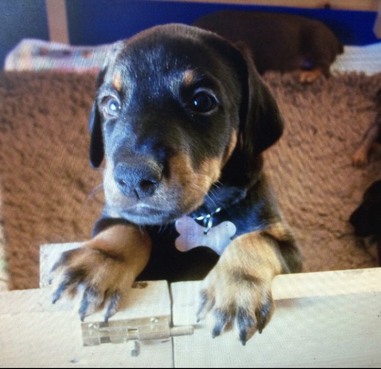 New 12 week Puppy Course Thursday 18 April 2019 at 1pm Doberdayz Dog Training Chorleywood 
This course covers every essential to ensure your puppy has the very best start to life with you To book a space please telephone 07725 748948
sharonchamberlin@btinternet.com