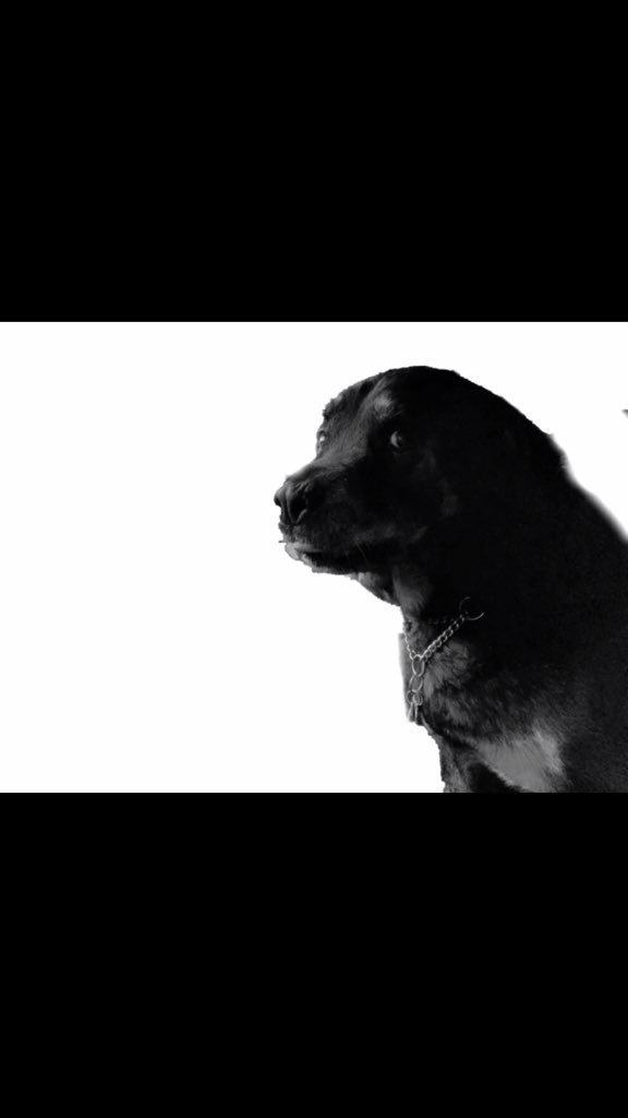 Robby_Taylor79's tweet photo. Heaven has itself a new angel 👼 Rest In Peace to one of the nicest dogs I’ve ever gotten to know ❤️you will always be remembered ❤️ https://t.co/tqr2HhfvLw