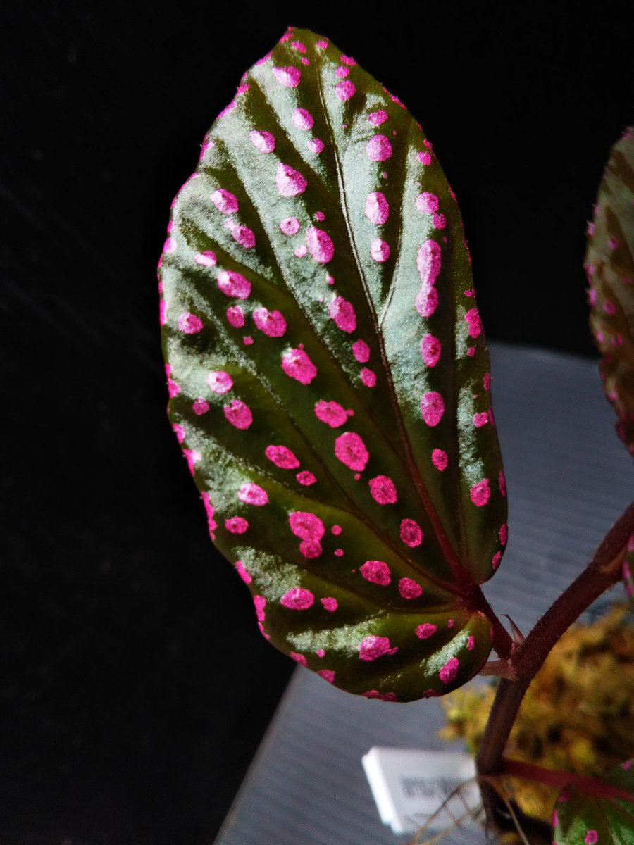 Aqua Fortune Begonia Sp Mahakam Hulu Kak Timur Tb便 18年1月入荷 ピンクドットのベゴニアシリーズ かなりピンクが濃くて綺麗 販売株もあります ベゴニア Begonia Tb便 ピンクドット