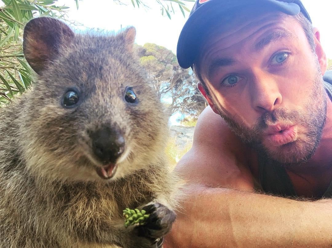 The selfie game is strong with these two! @chrishemsworth got his first #quokka selfie on @westaustralia's @rottnestisland this week, and we're not sure if we've seen a more photogenic duo! (via #chrishemsworth) #seeaustralia #justanotherdayinwa