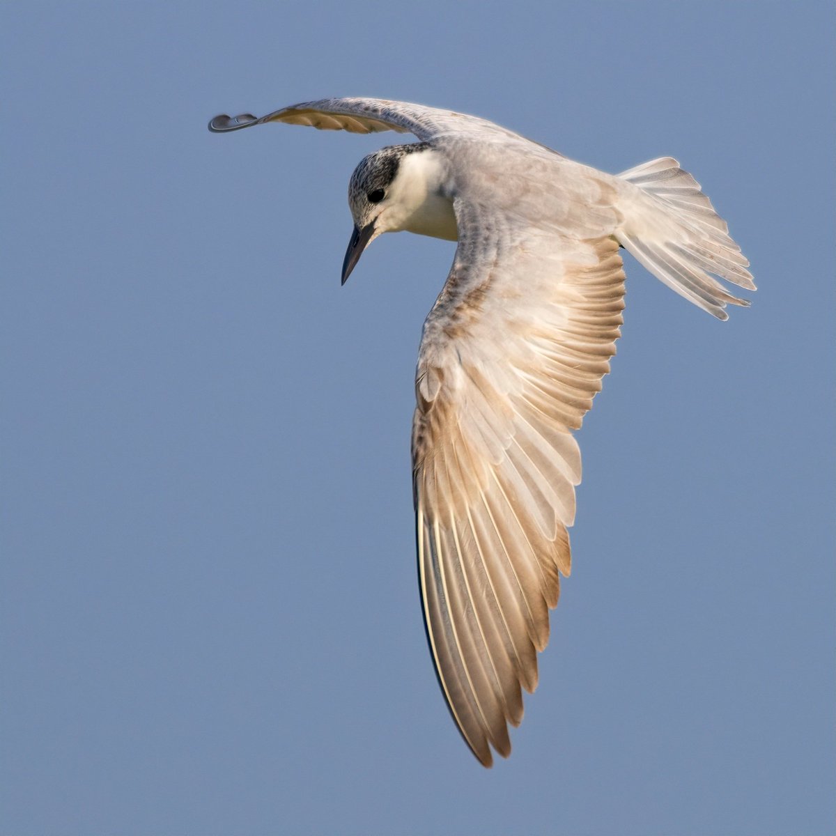 Whiskered Tern
