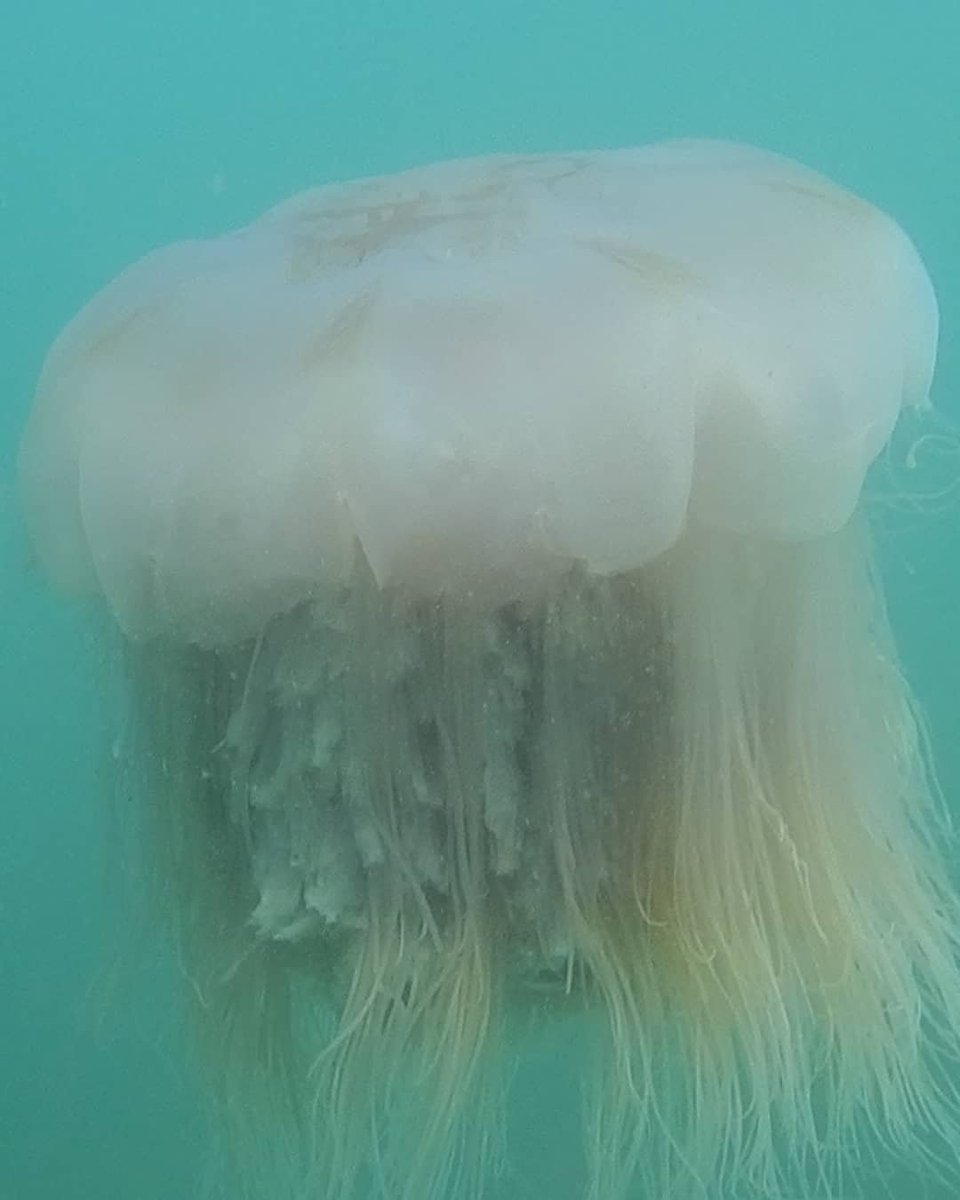 ScubaAliens's tweet photo. Do you know, Jellyfish have no brain, heart, bones or eyes. They are made up of a smooth, bag-like body and tentacles armed with tiny, stinging cells. #scubaaliens #scubadiving #scubadiver #goa #ocean #underwaterbreathing #fishfacts #weexistunderwate #deepwater https://t.co/ADiVEmoWVb