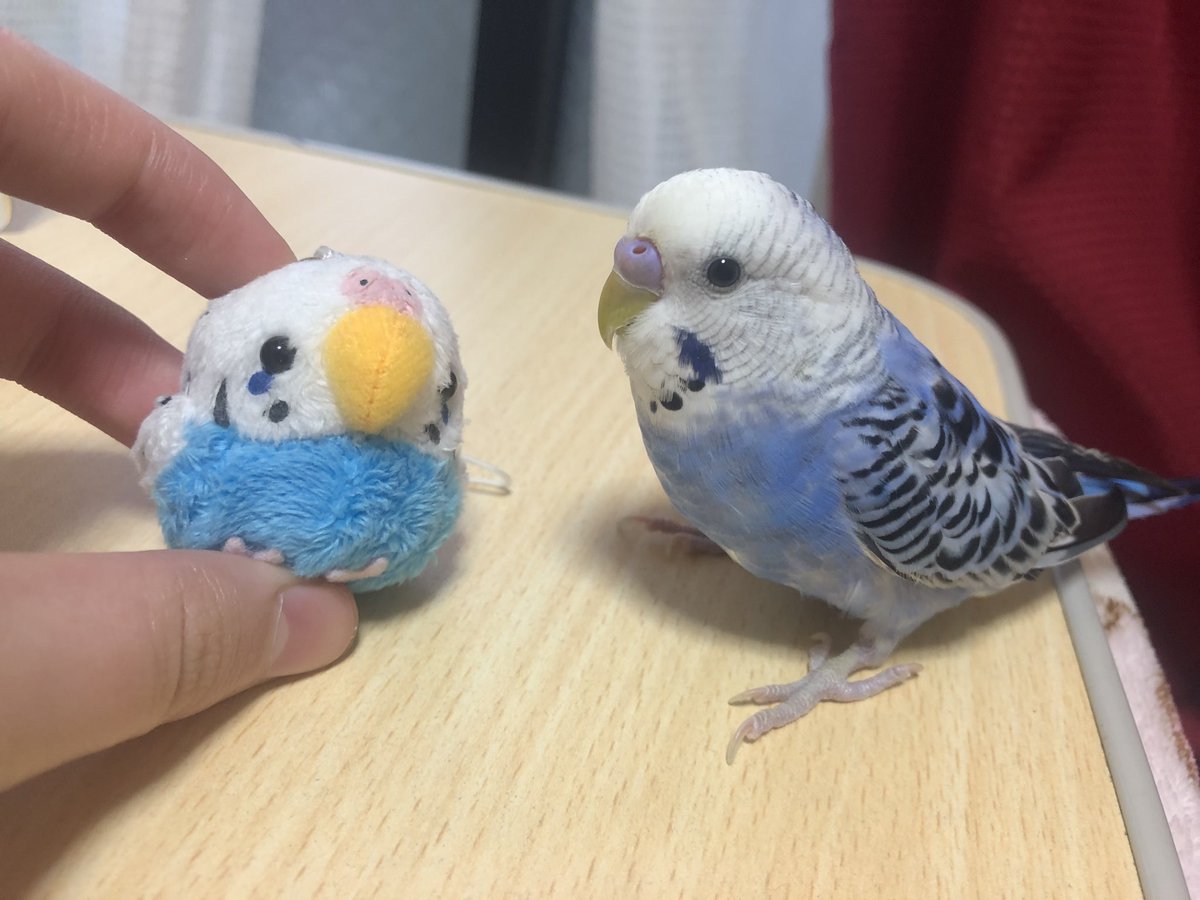 アロン セキセイインコ探してます 青紫色で鼻の色がピンク紫です 似たようなインコの 保護 目撃がありましたら私に伝えてくださると助かります ちなみに 大阪府門真市で迷子になりました 青紫色のアロンちゃんです 性別はオスです