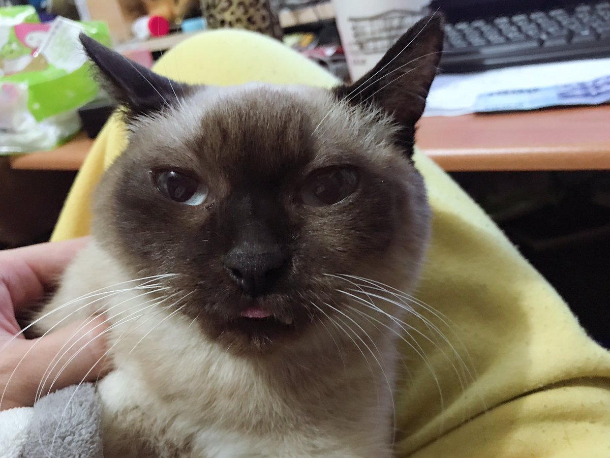PNSun1's tweet photo. RuRu 旁白：有看到我的小舌頭嗎？👅

-
#萌寵 
#貓咪 
#貓 
#喵星人 
#ruru 
#cat 
#cats 
#meow https://t.co/9SjuZzsNT3