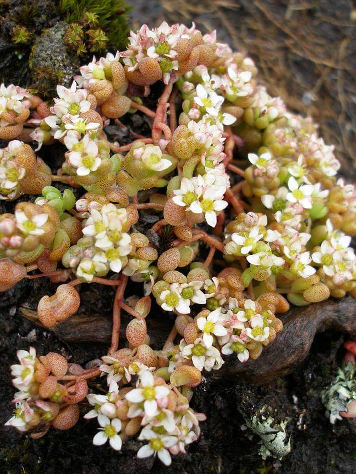 Sedum crassularia from Aberdare National Park.
#Kenya #flowers #Crassulaceae
#Nature #floraoftropicaleastafrica #plantphotography #Botany #wild #wildplants