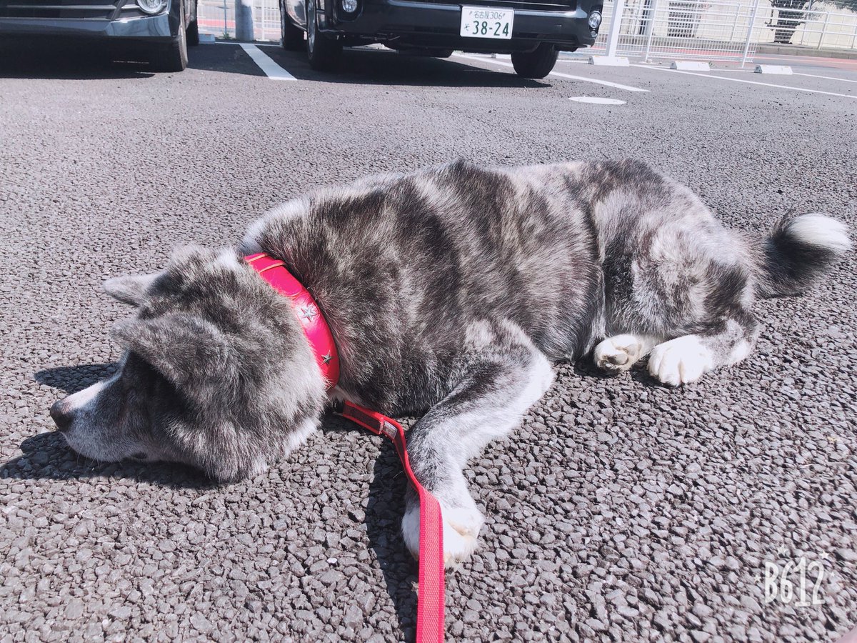 rin_official27's tweet photo. 午前練終わってから
春馬とお外で日向ぼっこ( ¨̮ )☀
可愛すぎる( ˙꒳˙ )❤
#marveldogs
#秋田犬 https://t.co/3niOkSHPm1