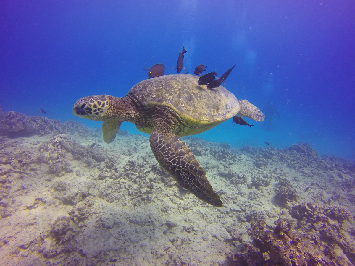 emjoyjen23's tweet photo. First time scuba diving def #1 on my list https://t.co/dTHJQuvp5P