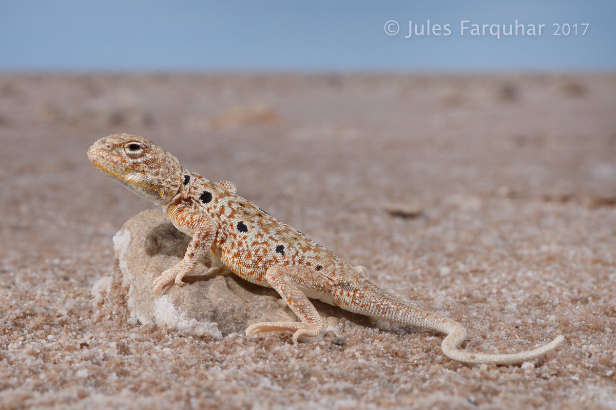 FarquharJules's tweet photo. The Lake Eyre Dragon lives in a strange salty world, utterly devoid of water and shade. But at a closer look, it's clear how they scrape out a living: refuge from the extremes can be found in the shadows of an elevated ant nest, the odd branch, or under the buckling salt crust. https://t.co/MZJVZ8fsWf