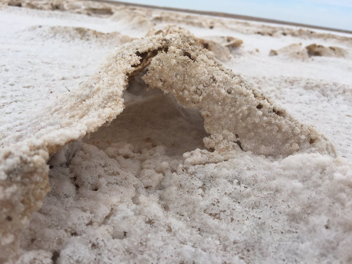FarquharJules's tweet photo. The Lake Eyre Dragon lives in a strange salty world, utterly devoid of water and shade. But at a closer look, it's clear how they scrape out a living: refuge from the extremes can be found in the shadows of an elevated ant nest, the odd branch, or under the buckling salt crust. https://t.co/MZJVZ8fsWf