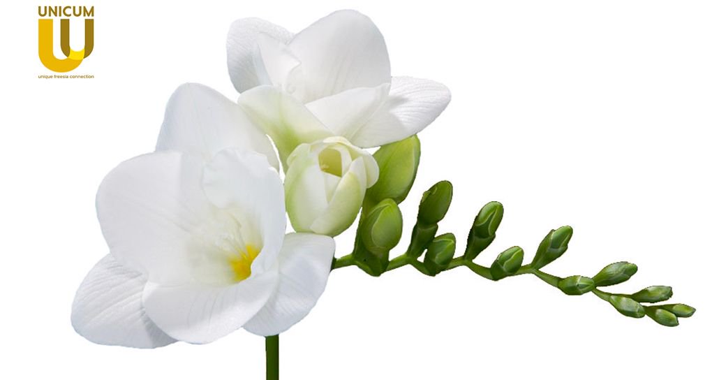 UnicumFreesianl's tweet photo. Freesia Anouk is a single white variety which is very popular in wedding flowers and flower arrangements.
See the complete assortment on our website;⠀
https://t.co/gRsLpMYUK3
#unicum #freesiaassortment #freesiaanouk #assortment #unicumfreesia #unicgold https://t.co/KGRjcBP6aN