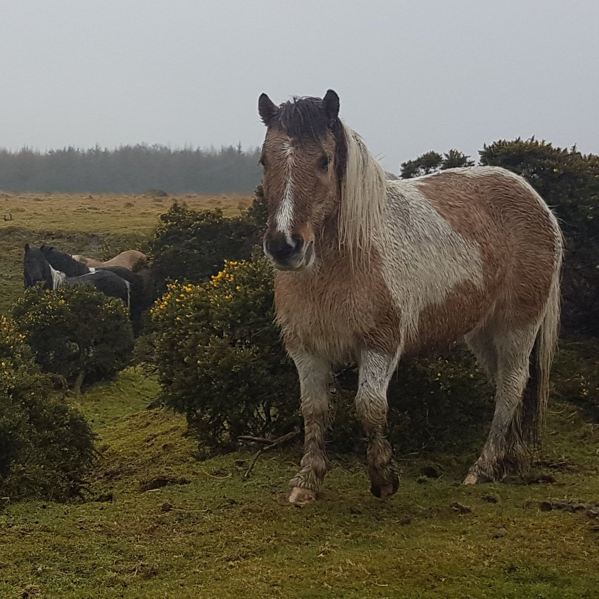 JonnyHodgetts's tweet photo. Saying g'day to a pony on Dartmoor, one of my favourite places in all of England despite having to wear thermals on this visit! #chuffingfreezing https://t.co/1my2xL82eE