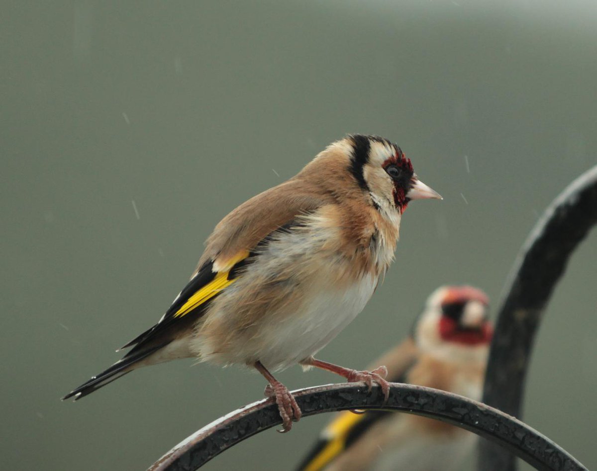 Even in the rain, the #Goldfinch is a beauty ❤️

#cardueliscarduelis #ornithology #birdwatching #europeangoldfinch #birds  #nature #birdwatchireland