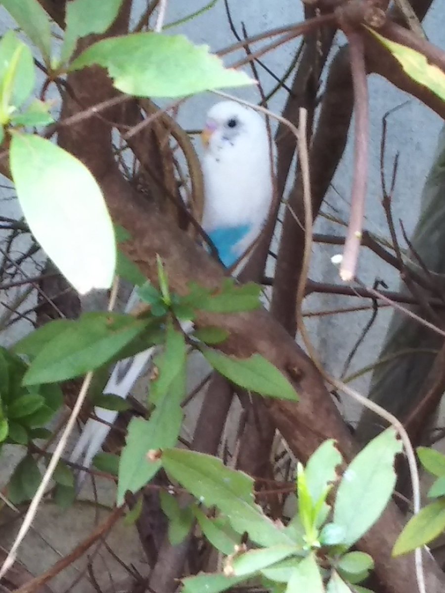 syachi2's tweet photo. #拡散希望【白系セキセイインコ目撃情報　神奈川県】3/15・15時20分頃：横浜市港北区樽町：まいばすけっと港北樽町店（横）の道路でインコちゃんが目撃されました。飼い主さん！いらっしゃいませんか？　#迷子　＃インコ　#神奈川　#横浜 https://t.co/MP5yS8gZl9